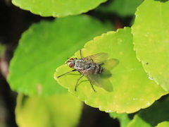 Microphthalma europaea