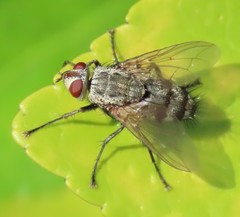 Microphthalma europaea