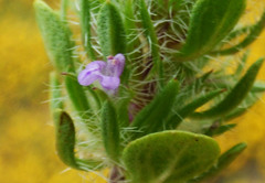 Pogogyne zizyphoroides