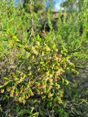 Passerina montana