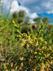 Passerina montana