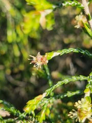 Passerina montana