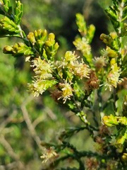Passerina montana