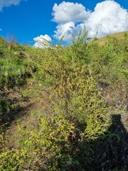Passerina montana