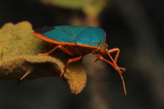 Edessa rufomarginata