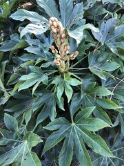 Fatsia