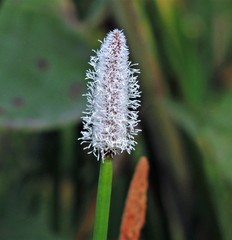 Eleocharis elegans
