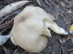 Entoloma clypeatum