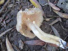 Entoloma clypeatum
