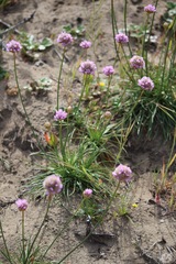 Armeria maritima californica