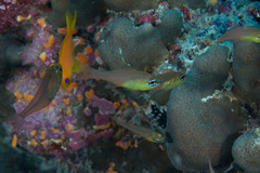 Ostorhinchus apogonoides