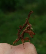 Stenophylla cornigera