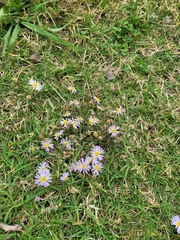 Symphyotrichum praealtum