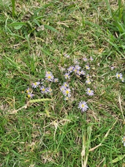 Symphyotrichum praealtum