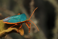 Edessa rufomarginata