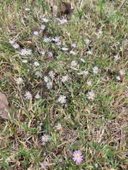 Symphyotrichum praealtum