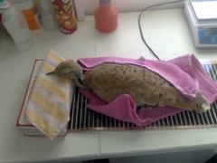 Chlamydotis undulata