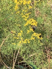 Bombus impatiens image
