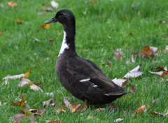 Anas platyrhynchos domesticus