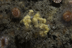 Axinella damicornis