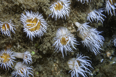 Actinothoe sphyrodeta