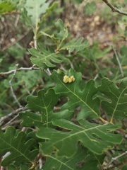 Aceria trichophila