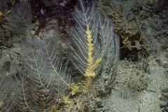 Polyplumaria flabellata