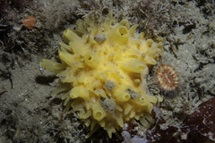 Polymastia boletiformis