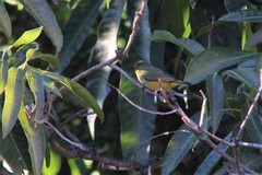 Euphonia chlorotica