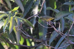 Euphonia chlorotica