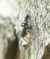 Synemosyna aurantiaca