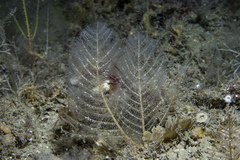 Polyplumaria flabellata