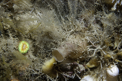 Halopteris catharina