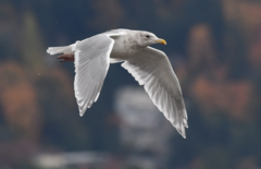 Larus glaucescens × occidentalis