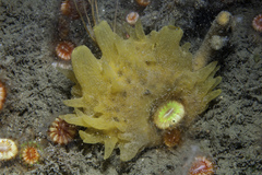 Polymastia boletiformis