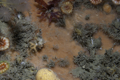 Clathria strepsitoxa