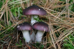 Russula caerulea