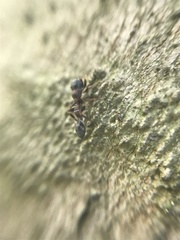 Synemosyna aurantiaca