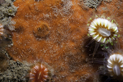 Clathria strepsitoxa