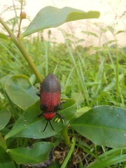Coraliomela aeneoplagiata