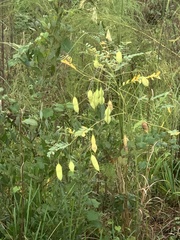Sesbanieae