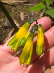 Phaedranassa viridiflora