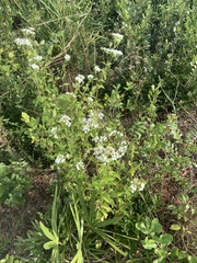 Ageratina jucunda