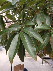 Quercus