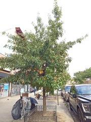 Quercus
