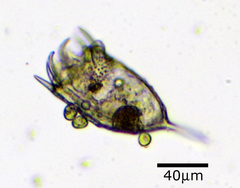 Colacium vesiculosum