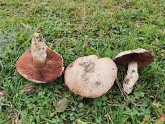 Agaricus porphyrocephalus