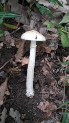 Amanita eliae