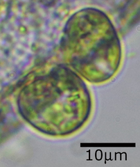 Colacium vesiculosum