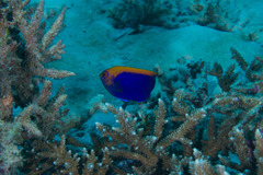 Centropyge acanthops